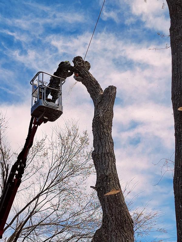 Vision Tree Service climber sectioning a large trunk from a lift
