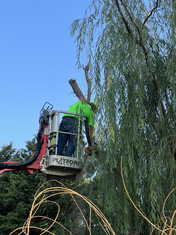 Vision Tree Service crew member pruning a willow from a bucket lift